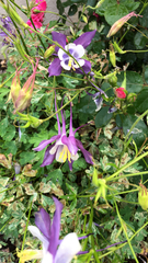 Aquilegia coerulea