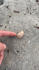 Crepidula fornicata image