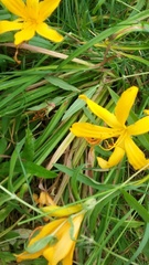 Hemerocallis middendorffii