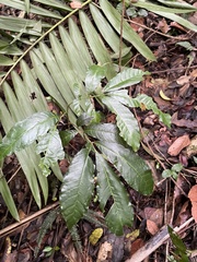 Tetragastris balsamifera