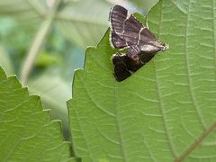 Hypsopygia glaucinalis