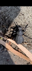 Sclerorinus bubalus