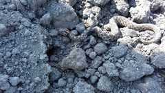 Crotalus polystictus