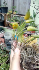 Lycaste