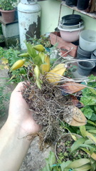 Lycaste