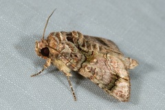 Aedia perdicipennis