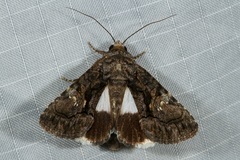 Aedia acronyctoides