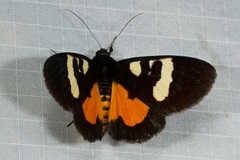 Scrobigera hesperioides