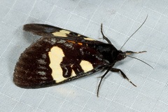 Scrobigera hesperioides