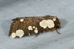 Mudaria major
