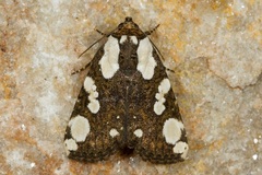 Mudaria major