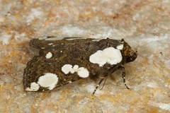 Mudaria major