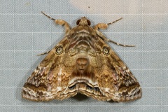 Cyclodes omma