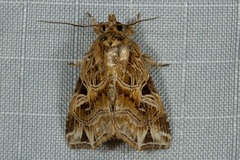 Callopistria flavitincta