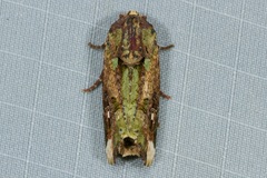 Lignispalta incertissima