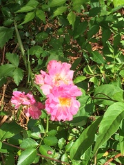 Rosa lucieae