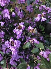 Rhododendron
