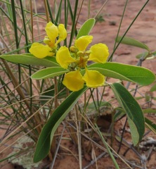 Stigmaphyllon paralias
