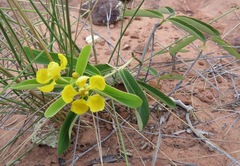 Stigmaphyllon paralias