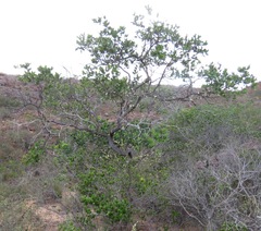 Mouriri