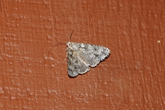 Acronicta marmorata