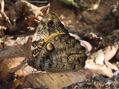 Opsiphanes quiteria