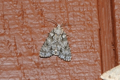 Acronicta marmorata