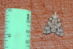 Acronicta marmorata