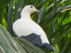 Ducula bicolor