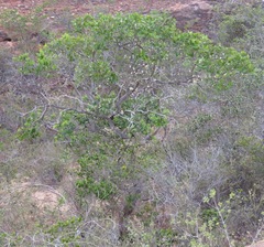 Mouriri