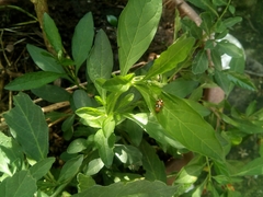 Diabrotica bioculata