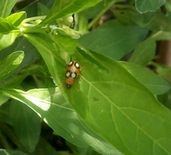 Diabrotica bioculata