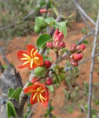 Jatropha mutabilis