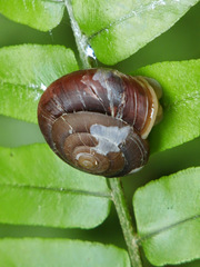 Quantula striata