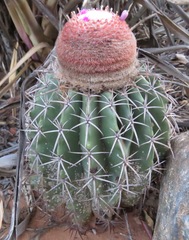 Melocactus zehntneri