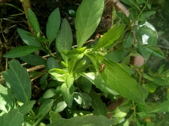 Diabrotica bioculata