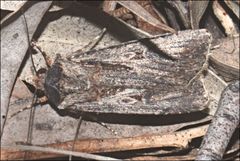 Agrotis radians