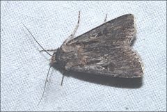 Agrotis radians