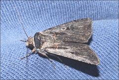 Agrotis radians