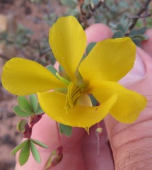 Chamaecrista ramosa