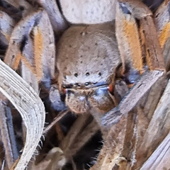 Neosparassus patellatus