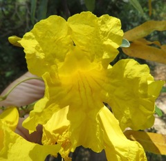 Tabebuia aurea