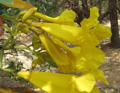 Tabebuia aurea