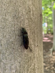 Melanactes