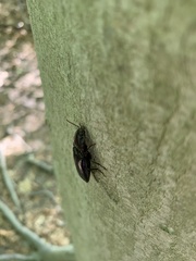 Melanactes