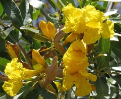 Tabebuia aurea