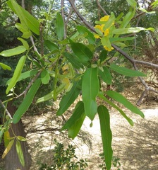 Tabebuia aurea