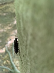Melanactes