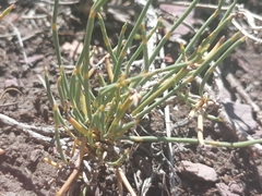 Ephedra monosperma