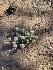 Gomphrena caespitosa